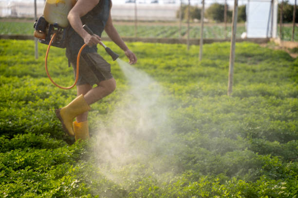 Best Ant Control Services  in Gentry, AR