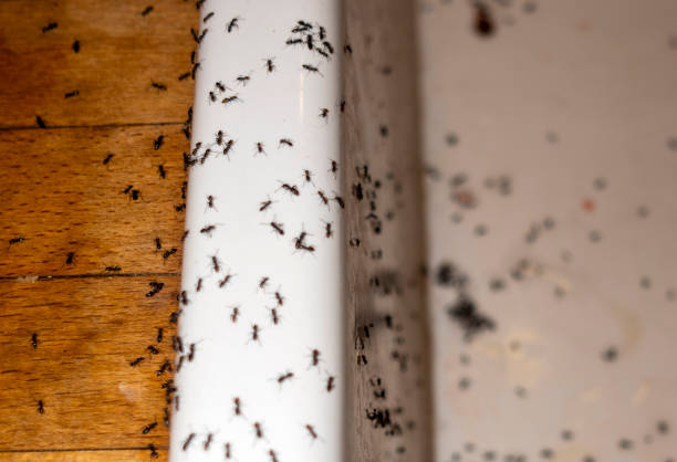 Best Termite Control Services  in Gentry, AR